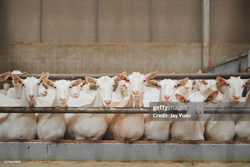 Qué buena bandada de cabras