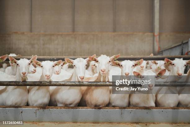 what a good looking flock of goats - goat pen stock pictures, royalty-free photos & images