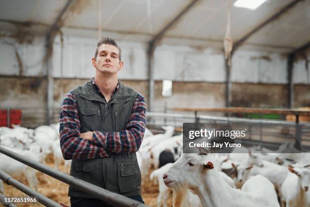 i take pride in the dairy we produce - farmer confident serious stock pictures, royalty-free photos & images