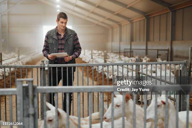 goat farming in the age of the app - goat pen stock pictures, royalty-free photos & images