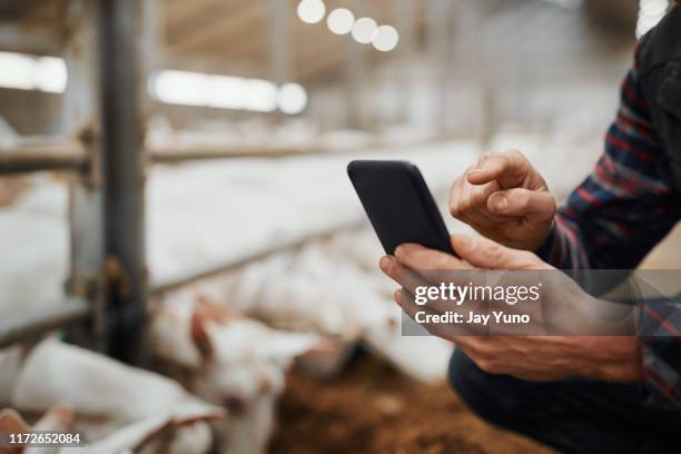 tapped into all the info a farmer needs - goat pen stock pictures, royalty-free photos & images