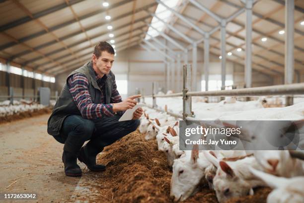 managing a goat farm with the gift of smart tech - sheep pen stock pictures, royalty-free photos & images