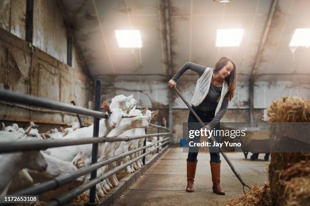 2,246 Sheep Pen Photos and Premium High Res Pictures - Getty Images 2,246 Sheep Pen Photos and Premium High Res Pictures - Getty Images