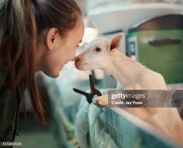 animals understand you a lot more than you think - goat pen stock pictures, royalty-free photos & images