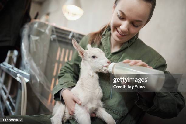 how much of an 'aww' moment is this? - goat pen stock pictures, royalty-free photos & images