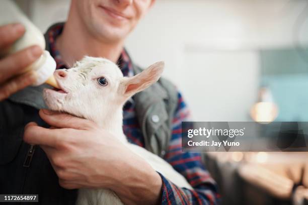 dingen gewoon geit echt schattig in hier - geit stockfoto's en -beelden