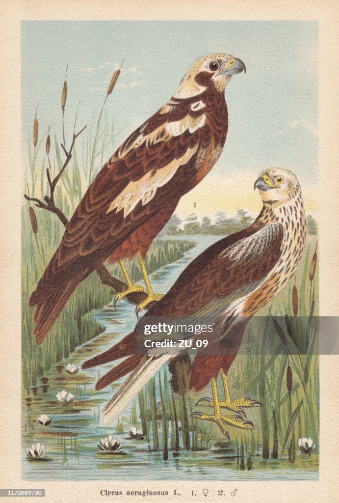 Western marsh harrier (Circus aeruginosus), chromolithograph, published in 1896