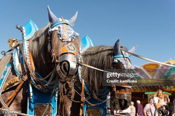 decorated thoroughbred horses at the oktoberfest in munich - bavaria flag stock pictures, royalty-free photos & images