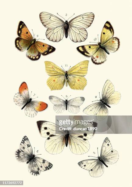 butterflies, black veined white butterfly, brimstone, large white - archival stock illustrations