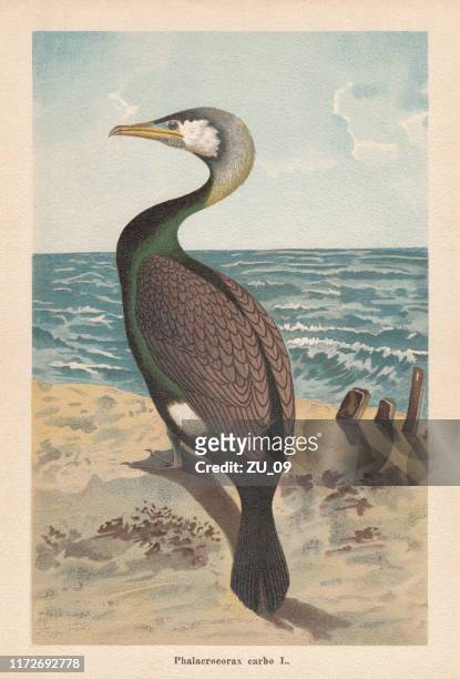 stockillustraties, clipart, cartoons en iconen met great cormorant (phalacrocorax carbo), chromolithograph, gepubliceerd in 1896 - australia bird