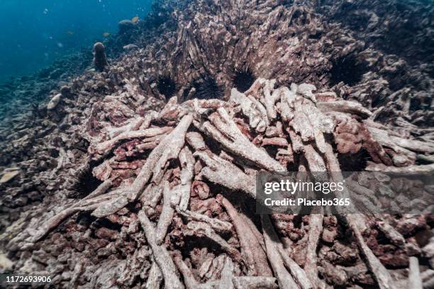 barriera corallina sottomarina morta con sbiancamento dei coralli a causa del cambiamento climatico - barriera corallina foto e immagini stock