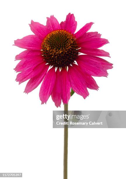 echinacea 'sunseekers tanz magenta' on white. - zonnehoed composietenfamilie stockfoto's en -beelden