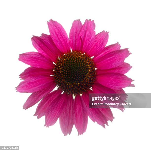 echinacea 'sunseekers in tanz magenta' in white square. - equinácea fotografías e imágenes de stock