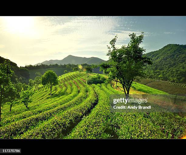 rolling tea fields (rural china) - letterbox bildbanksfoton och bilder