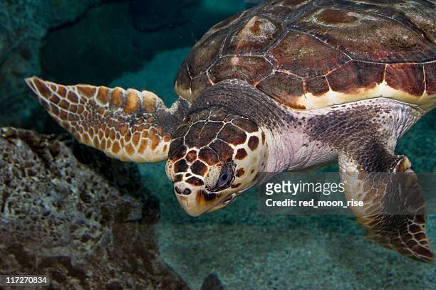 turtle swimming underwater - loggerhead turtle stock pictures, royalty-free photos & images