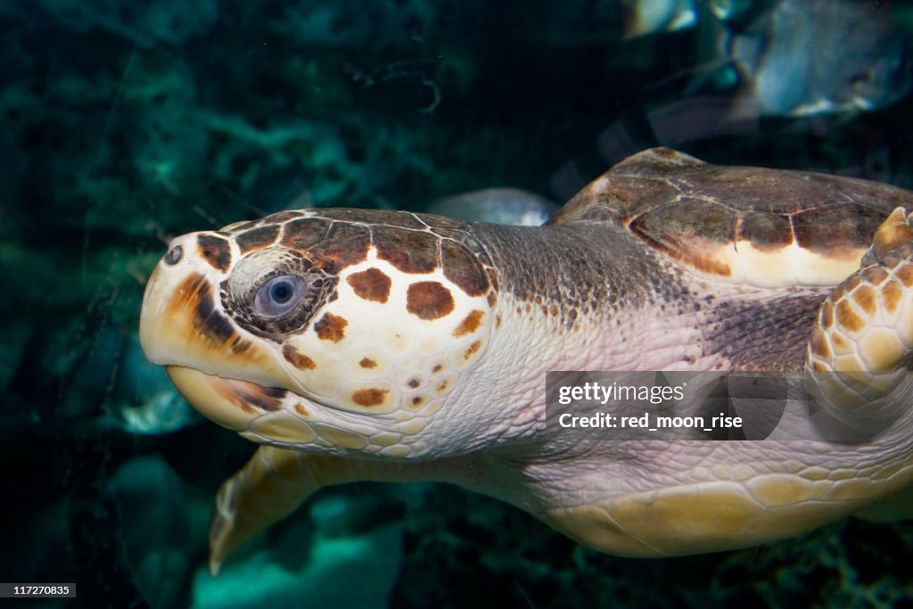 Turtle portrait