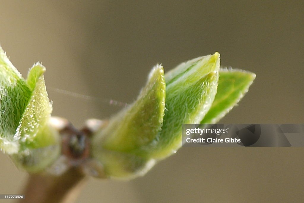 Young new shoots on branch in morning sun