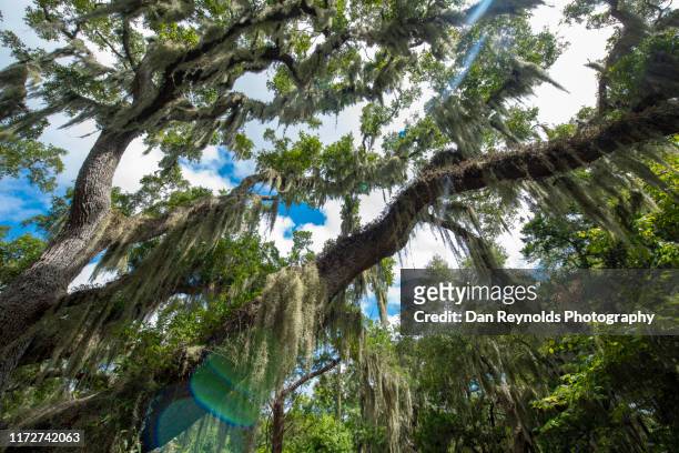 spanish moss in live oak trees - live oak tree stock pictures, royalty-free photos & images