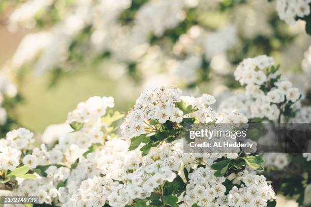 hawthorn blossom in spring - hawthorn stockfoto's en -beelden