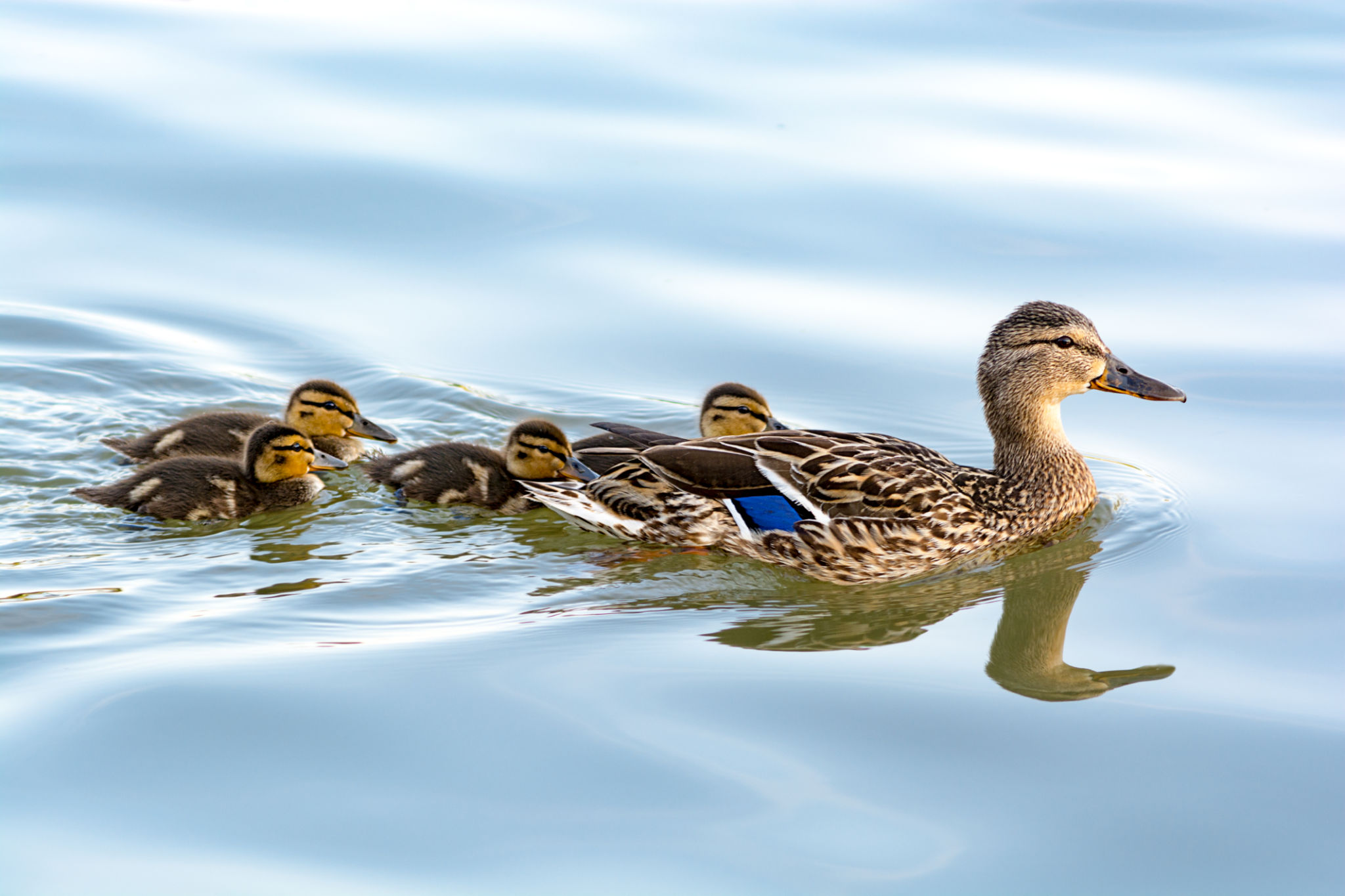 water wildlife