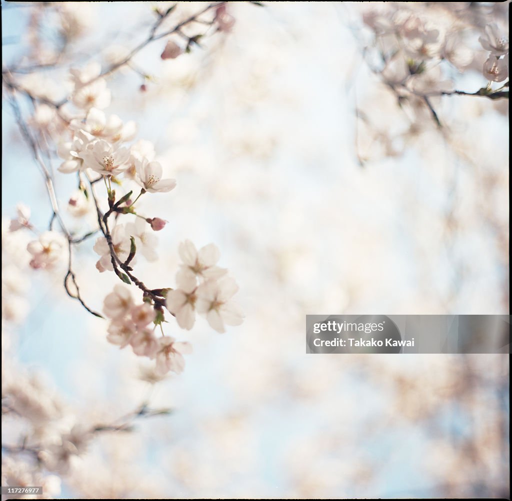 Cherry blossoms under blue sky