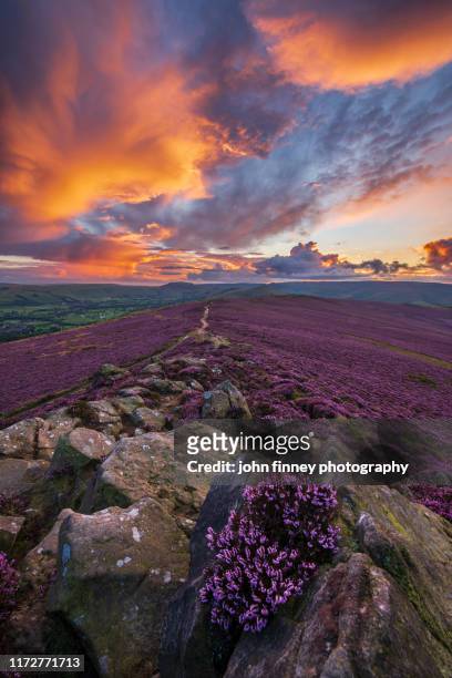 winhill purple landscape at sunset, derbyshire, peak district. uk - landscape purple stock-fotos und bilder