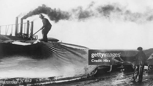 Flensing A man dressed in oilskins flensing of a dead baleen whale at a... News ...