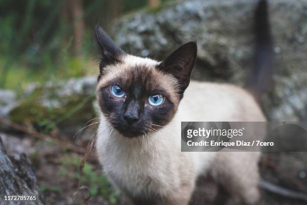 a stray burmese cat in the forest, galicia, spain. - burmese cat stock-fotos und bilder