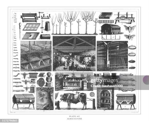 ilustrações de stock, clip art, desenhos animados e ícones de agriculture engraving antique illustration, published 1851 - milking