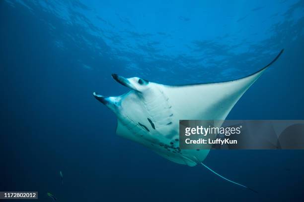manta in the blue background - manta ray stock pictures, royalty-free photos & images