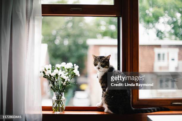 tabby cat on a window sill with white flowers - cat back bildbanksfoton och bilder