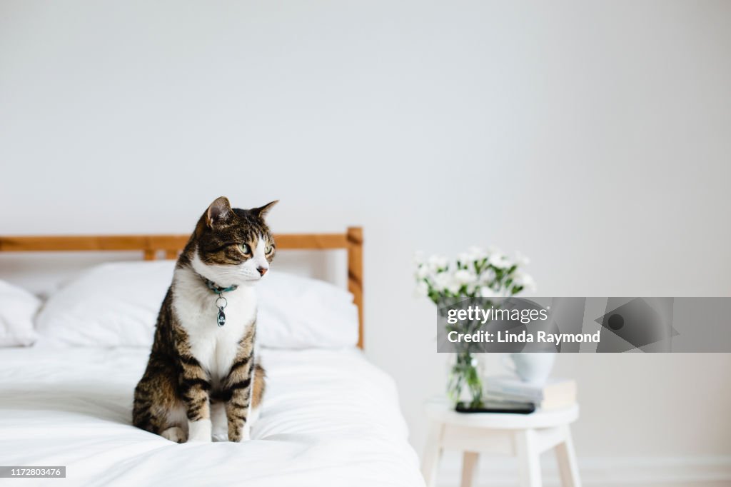 Cat on a bed