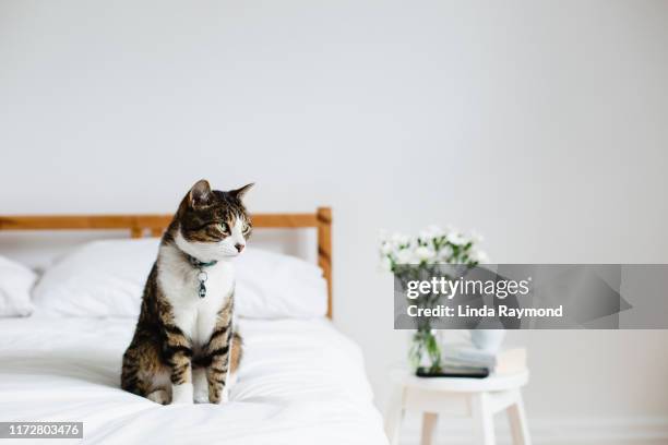 cat on a bed - cats on the bed stock pictures, royalty-free photos & images