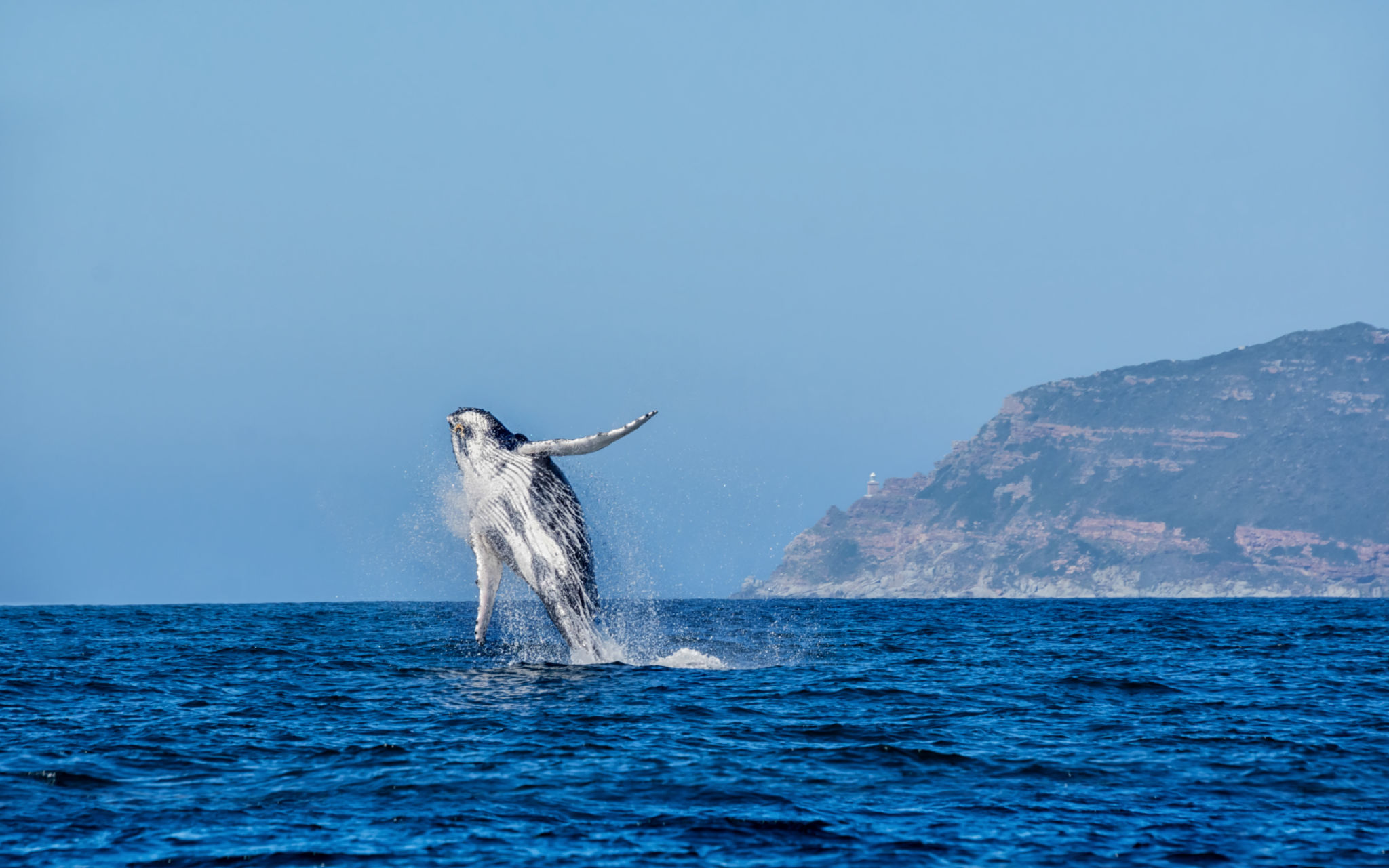 whale watching cape town