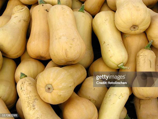 pumpkins- butternut squash - butternut stock pictures, royalty-free photos & images