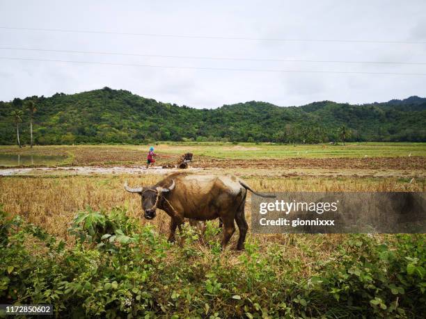 búfalo de agua en el norte de palawan, filipinas - filipino farmer fotografías e imágenes de stock