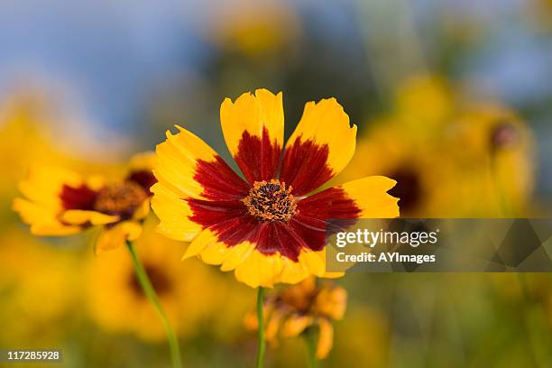 golden tickseed (coreopsis tinctoria) - garden coreopsis flowers stock pictures, royalty-free photos & images