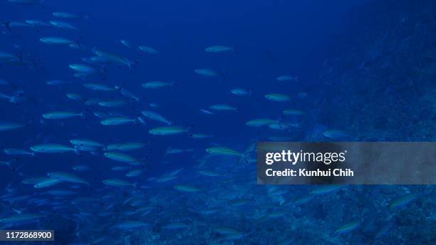 school of fusilier fish at deep sea reef, ogasawara islands - chichijima stock pictures, royalty-free photos & images