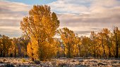A beautiful autumn landscape, with backlit cottonwood trees looking golden in early morning sunlight. Grand Teton National Park, Wyoming.