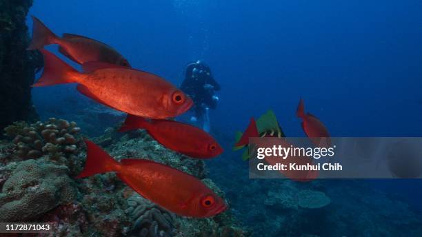 red bigeye fish and striped boarfish schooling at deep sea japan - chichijima stock pictures, royalty-free photos & images