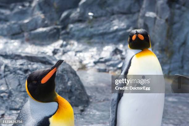 penguin in asahiyama zoo, asahikawa, hokkaido, japan - king penguin stockfoto's en -beelden