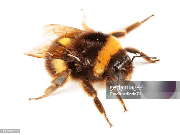 moscardón aislado - bumblebee fotografías e imágenes de stock