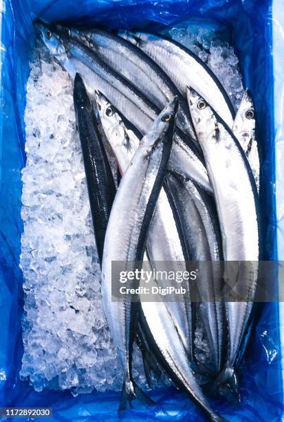 defrost pacific saury at market in yokohama - saury stock pictures, royalty-free photos & images