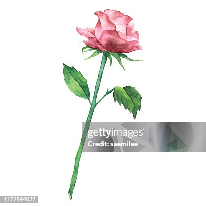 2 439点の薔薇 一輪イラスト素材 Getty Images 2 439点の薔薇 一輪イラスト素材 Getty Images