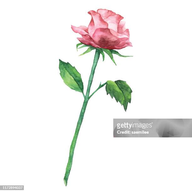水彩玫瑰 - rose colored 幅插畫檔、美工圖案、卡通及圖標