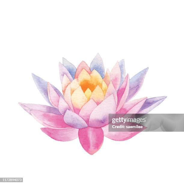 illustrazioni stock, clip art, cartoni animati e icone di tendenza di loto acquerello - fiore di loto