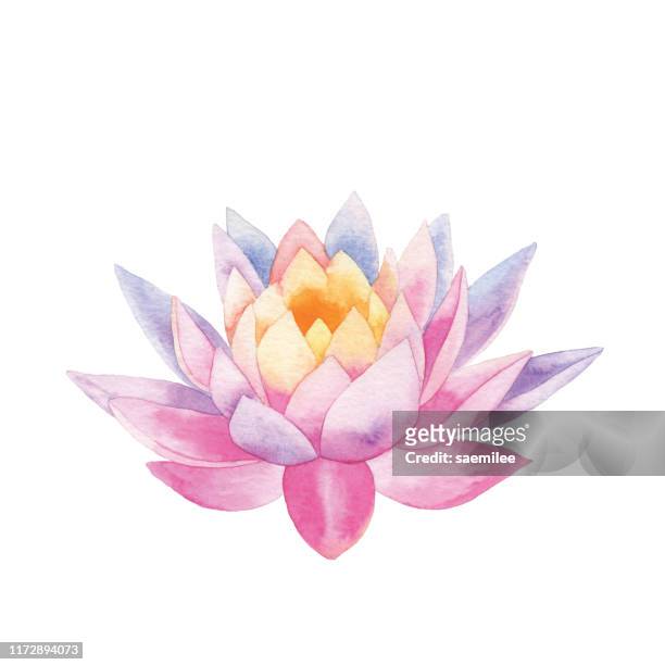 watercolor lotus - water lily stock illustrations