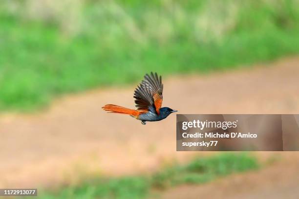 african paradise flycatcher (terpsiphone viridis) flying - eutrichomyias rowleyi stock pictures, royalty-free photos & images