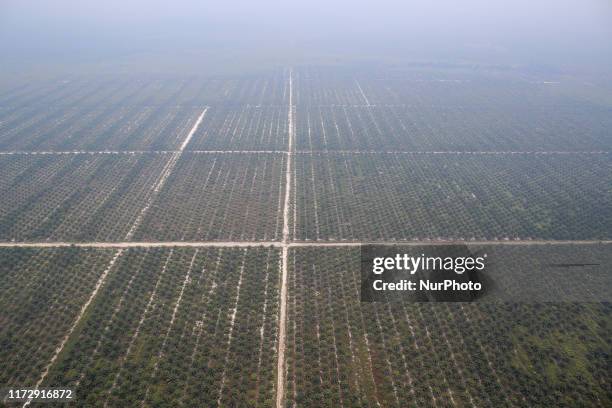 Palm oil plantation is pictured as smog covers area near Palangka Raya, Central Kalimantan province, Indonesia, October 1, 2019. Firefighters,...