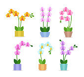 Flowering orchids. Flat icon set. Exotic tropical flowers in the pots. Blooming houseplants. Home décor. Vector illustration